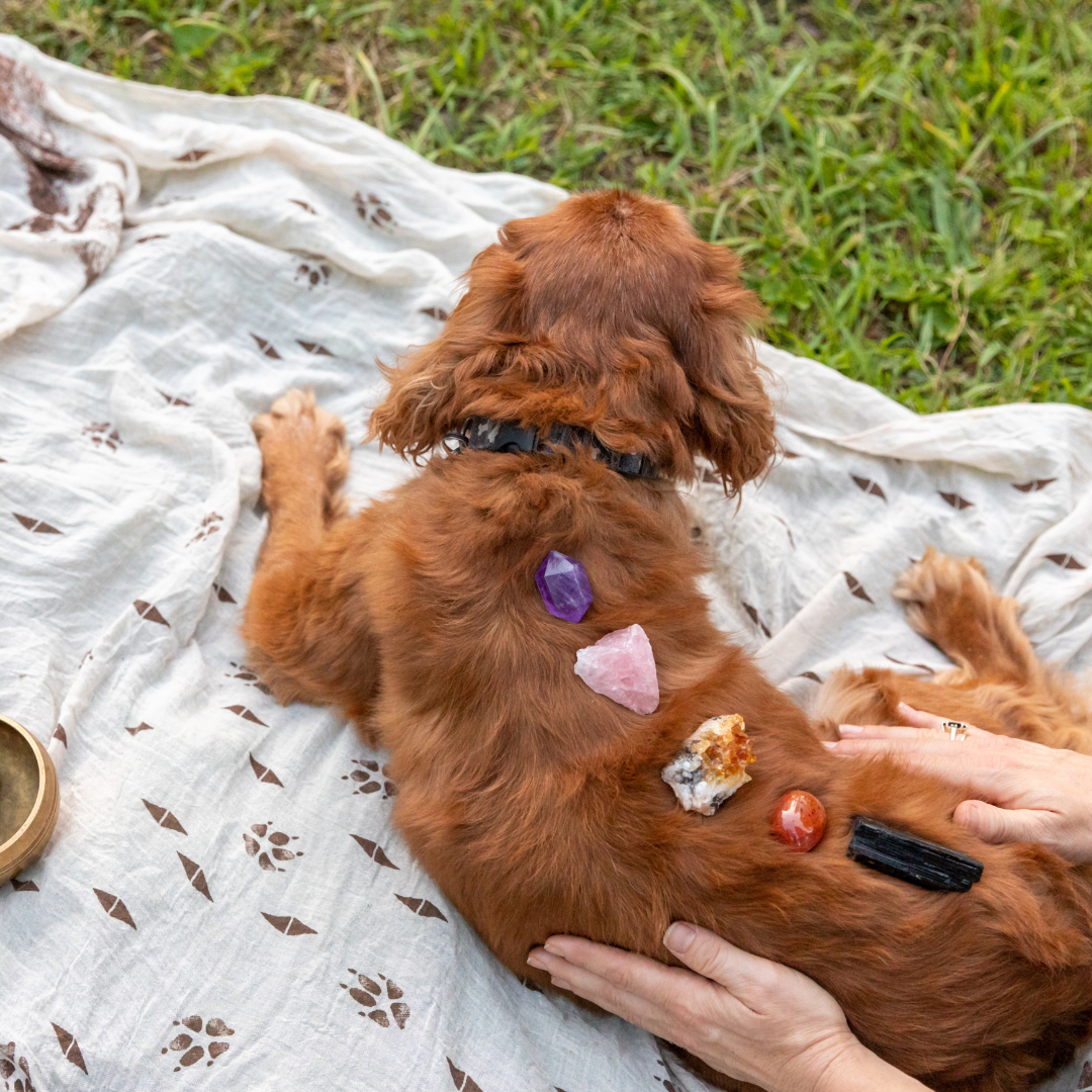 Astro Paws: Unleash Your Perfect Canine Companion Based on Your Star Sign!