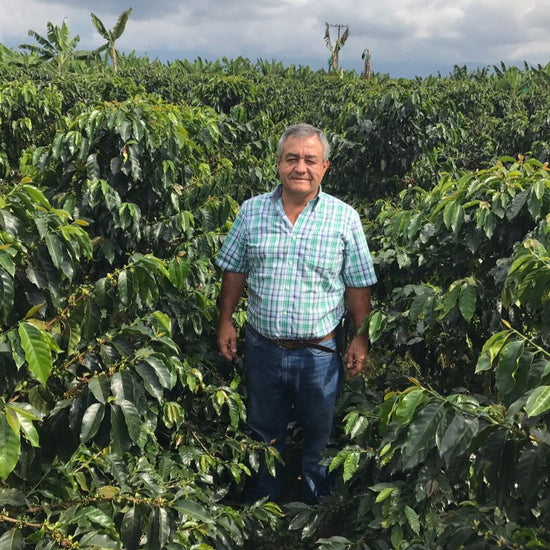 A image of Jairo Arcila standing in a field of coffee plants 
