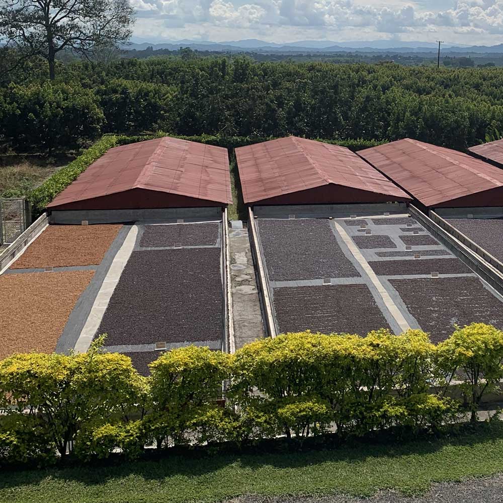 Coffee Processing