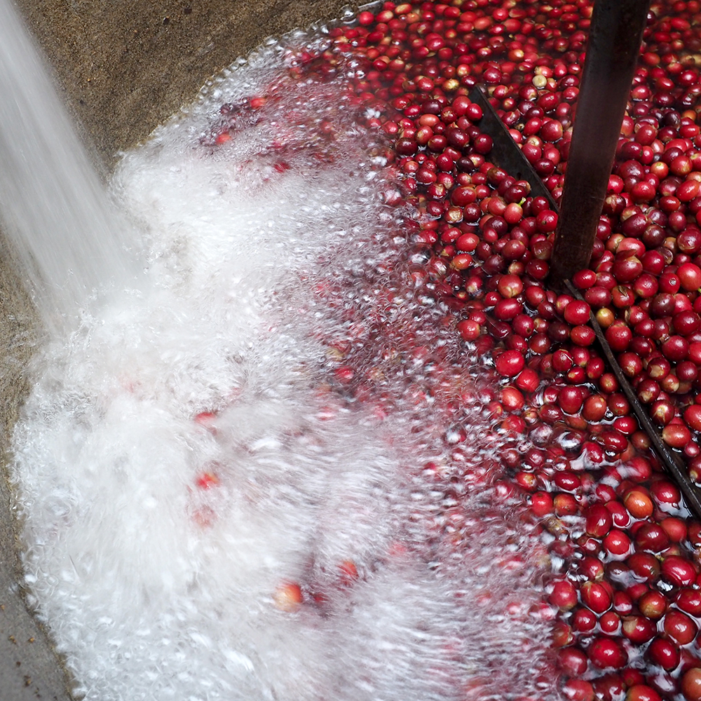 man picking coffee cherries of a bush