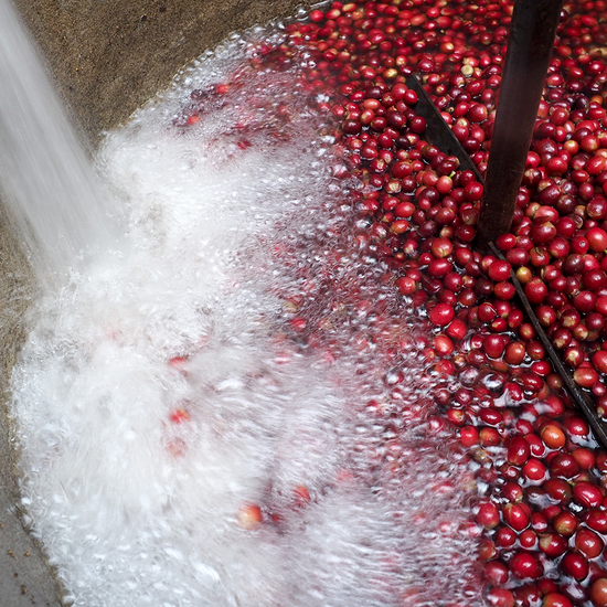 man picking coffee cherries of a bush