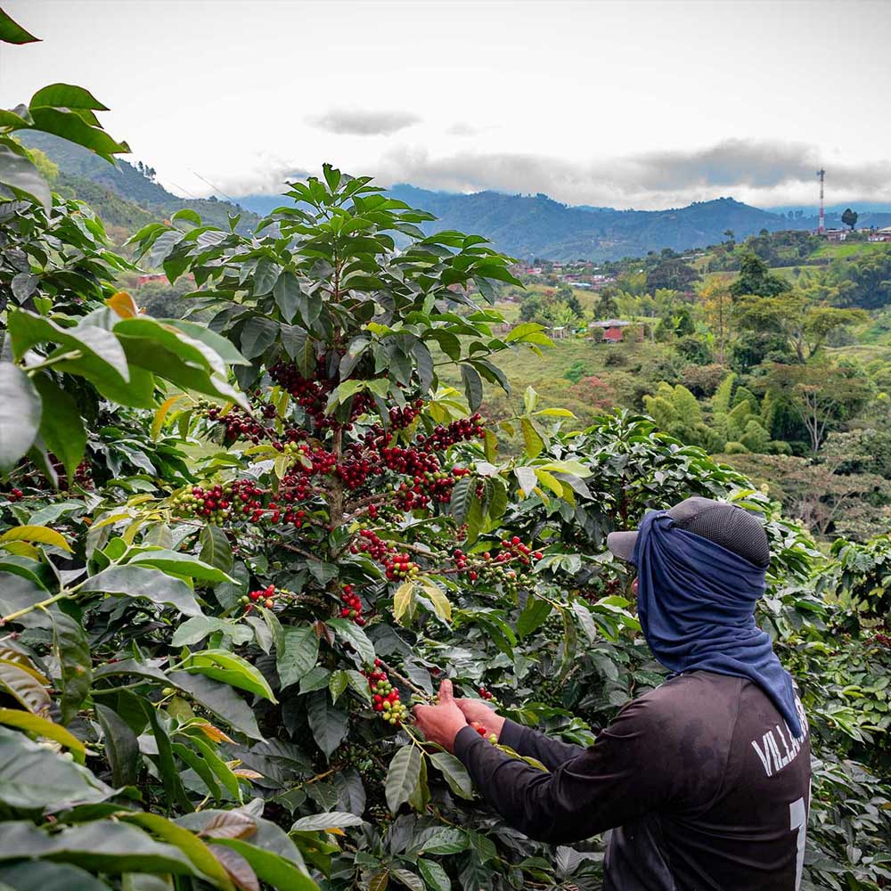 How We Source Our Coffee