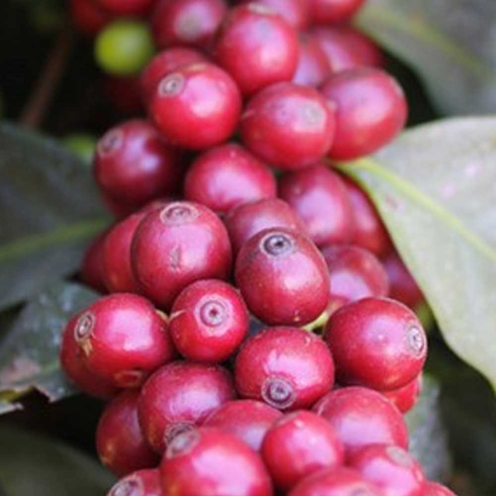 What Is a Coffee Varietal?