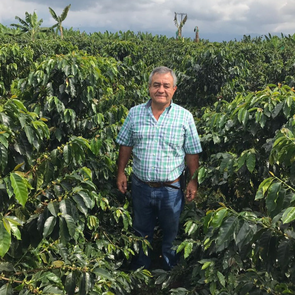Load image into Gallery viewer, A image of Jairo Arcila standing in a field of coffee plants 
